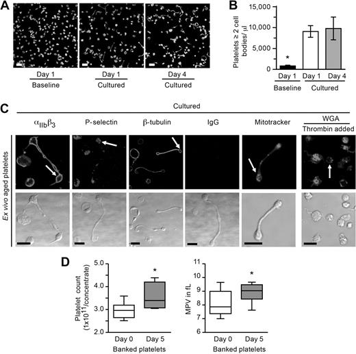 Figure 6. Stored platelets develop new cell bodies and increase in number. (A-B) Ex vivo aged (1 or 4 days) platelets were resuspended in M199 medium and immediately fixed (Baseline) or cultured in suspension for 6 hours. (A) The panels display a representative example of one study where the platelets were stained for actin. Scale bars represent 10 μm. (B) The bar graph indicates the number of ex vivo–aged platelets with at least 2 cell bodies per microliter (mean ± SEM; n = 4). *P < .05, cultured vs baseline. (C) Ex vivo–aged platelets (day 4) were resuspended in culture medium for 6 hours in the presence (far right panels) or absence of thrombin. From left to right in the top row, the top row panels identify αIIbβ3, P-selectin, β-tubulin, control IgG, respiring mitochondria (Mitotracker), or sialic acids (WGA). Corresponding transmission images are shown in the bottom row. Scale bars represent 5 μm. This figure is representative of 3 independent experiments. (D) Platelets were stored under standard blood bank conditions, and platelet counts as well as mean platelet volumes (MPV) were determined. The left graph shows the platelet count before (day 0) and after (day 5) storage (mean ± SEM; n = 10). The right panel displays the MPV obtained from platelets used for the counting studies. *P < .05, day 0 vs day 5, for both panels.