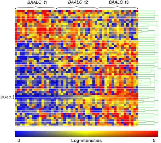 Figure 2. Heat map of differentially expressed probe sets between high and low BAALC expression groups in BCR-ABL− and MLL-AF4− ALL. Columns represent samples and rows represent genes ordered by hierarchical cluster analysis. Colors indicate relative expression of each gene with respect to the median expression level: red indicates above median value; yellow, equal; blue, below median value. Heat map of differentially expressed probe sets between high and low BAALC expression groups in BCR-ABL− and MLL-AF4− ALL.