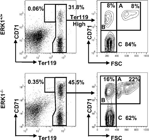 Figure 3. Increased proportions of proE and early erythroblasts in the spleens of ERK1−/− mice. Representative flow cytometric analysis of freshly isolated splenocytes from ERK1+/+ and ERK1−/− mice. Ter119high cells were analyzed for their forward scatter (FSC) and CD71 expression. The number of proE cells is expressed as a percentage of all Ter119+ cells, whereas the number of cells in Ery.A (gate A), Ery.B (gate B), and Ery.C (gate C) subsets is expressed as percentages of Ter119high cells.