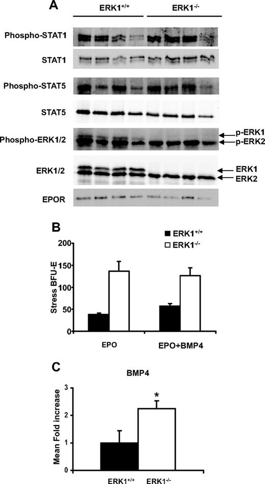 Figure 6. Enhanced BMP4 but not EPOR signaling in ERK1−/− spleen. (A) Lysates (100 μg) of ERK1+/+ and ERK1−/− splenocytes were resolved in sodium dodecyl sulfate–polyacrylamide gel electrophoresis and transferred to a nitrocellulose membrane. Expression and phosphorylation levels of STAT5, STAT1, and ERK1/2 and expression of EPOR were analyzed. (B) Spleen cells from wild-type or ERK1−/− mice were plated in methylcellulose media containing either EPO (3 U/mL) alone or EPO plus BMP4 (15 ng/mL), and stress BFU-E colonies were counted 5 days later. Data are mean colony numbers ± SEMs from 4 mice per genotype. (C) Q-PCR analysis of BMP4 expression in spleen of ERK1+/+ (n = 5) and ERK1−/− (n = 6) mice. Data are mean fold ± SEM (*P ≤ .05).