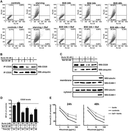 Figure 8. Simultaneous inhibition of the proteasome activity and autophagy increases the CD20 levels in Raji cells. (A) Raji cells were incubated with indicated concentrations of bortezomib for 24 or 48 hours with or without 20nM bafilomycin A1 (Baf). Then, cells were stained with 1 μg/mL acridine orange for 15 minutes, washed with PBS, and analyzed in a FACSCalibur using CellQuest Pro Software Version 5.2. (B) Raji cells were seeded into the flask bottles at a concentration of 2 × 106 cells/10 mL. The cells were exposed to bortezomib at indicated concentrations for 24 or 48 hours with or without 20nM bafilomycin A1. CD20 was immunoprecipitated from samples with protein G bead slurry and analyzed with Western blotting. Blots were sequentially probed (after stripping) with antiubiquitin and anti-CD20 antibodies. IP indicates immunoprecipitation; and WB, Western blotting. (C) Raji cells were seeded into the flask bottles at a concentration of 2 × 106 cells/10 mL. The cells were incubated with bortezomib at indicated concentrations for 24 or 48 hours with or without 20nM bafilomycin A1. Then, cells were incubated with EZ-link sulfo-NHS-biotin. Labeled cells were lysed and biotinylated proteins were precipitated with immobilized NeutrAvidin protein. Subsequently, from the mixture of boiled precipitated surface proteins an additional immunoprecipitation step with anti-CD20 mAb (NCL-CD20-L26) was performed. Immunoprecipitates underwent electrophoresis followed by blotting with antiubiquitin, anti-CD20, antitubulin, or anti–ICAM-1 antibodies. L indicates the total cell lysate, positive control; and WB, Western blotting. (D) Raji cells were incubated with bortezomib at indicated concentrations for 24 or 48 hours with or without 20nM bafilomycin A1. Then, cells at a density of 105/100 μL were incubated with saturating amounts of FITC-conjugated mAb against CD20 for 30 minutes on ice in the dark and analyzed in a FACSCalibur using CellQuest Pro Software Version 5.2. *P < .05 (Student t test). (E) Raji cells were incubated with either diluent or bortezomib at 50-nM concentration for 24 hours or at 20-nM concentration for 48 hours with or without 20nM bafilomycin A1. Then, equal numbers of cells (105/well) were incubated for 1 hour with serial dilutions (from 1 to 100 μg/mL) of rituximab in the presence of 10% human AB serum as a complement source. Cell viability was measured with an MTT assay. The survival of cells is presented as percentage of corresponding diluent- or bortezomib-pretreated cells without rituximab. *P < .05 (Student t test).