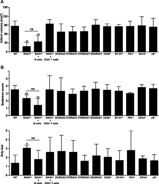 Figure 1. Infarct volumes and functional outcomes 24 hours after focal cerebral ischemia in WT mice, RAG1−/− mice lacking T cells and B cells, RAG1−/− mice reconstituted with B cells or CD3+ T cells, TCR-transgenic mice bearing only a single CD8+ (2C/RAG2, OTI/RAG1) or CD4+ (OTII/RAG1, 2D2/RAG1) TCR clone of defined specificity, mice lacking essential counterreceptors of TCR costimulation (CD28−/−, B7-H1−/−, and PD1−/−), CD1d−/− (devoid of NKT cells), and γδ T cell–deficient mice. (A) Brain infarct volumes from the different animals groups indicated 24 hours after tMCAO as measured by planimetry (n = 10 per group, except for RAG1−/− mice reconstituted with CD3+ T cells: n = 5). Note that RAG1−/− mice developed significantly smaller strokes compared with wild-type (WT) controls, while no significant differences (ns) in infarct volumes were observed between RAG1−/− mice and RAG1−/− mice reconstituted with B cells. In contrast, reconstitution of RAG1−/− mice with CD3+ T cells rescued the phenotype and infarct volumes, and functional deficits returned to WT levels. (B) Top panel shows neurologic Bederson score and bottom panel shows grip test from the different groups indicated as assessed at day 1 after tMCAO (n = 10 per group, except for RAG1−/− mice reconstituted with CD3+ T cells: n = 5). *P < .05 and **P < .001, Bonferroni-corrected 1-way ANOVA compared with WT controls. Error bars represent SD.