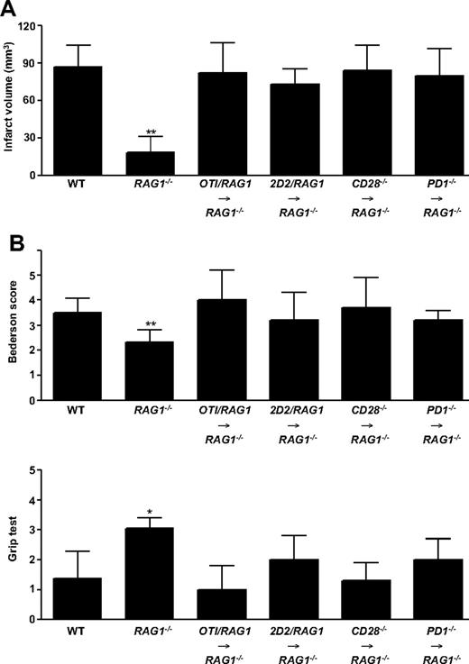 Figure 2. Infarct volumes and functional outcomes 24 hours after focal cerebral ischemia in WT mice and RAG1−/− mice lacking T cells and B cells, as well as RAG1−/− mice reconstituted with splenocytes from OTI/RAG1 mice, 2D2/RAG1 mice, CD28−/− mice, or PD1−/− mice. (A) Brain infarct volumes from the different animals groups indicated 24 hours after tMCAO as measured by planimetry (n = 5-10 per group). Note that the protection from stroke in RAG1−/− mice was overcome by the adoptive transfer of splenocytes. (B) Top panel shows neurologic Bederson score and bottom panel shows grip test from the different groups indicated as assessed at day 1 after tMCAO (n = 5-10 per group). *P < .05 and **P < .001, Bonferroni-corrected 1-way ANOVA compared with WT controls. Error bars represent SD.