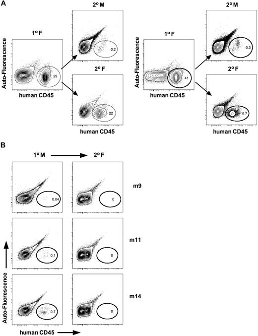 Figure 2. Female NSG mice more efficiently support the self-renewal of human HSCs. (A) Whole bone marrow (IF and BM) was harvested and transplanted in parallel into secondary male and female recipients at equivalent cell dose. Mice were killed 12 weeks after transplantation, and human cell engraftment was assessed by flow cytometry. Shown is the representative analysis from 2 of 4 independent cases. (B) Whole bone marrow from primary male mice displaying low (> 0.1%, n = 4) or undetectable (< 0.1%, n = 8) levels of human engraftment were transplanted into secondary female recipients to evaluate whether males harbored quiescent HSCs. No engraftment was detected in secondary females. Shown is representative analysis from 3 cases.
