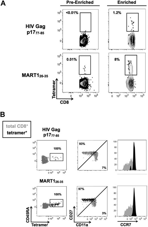 Figure 3. Naive CD8+ T cells specific for HIV Gag p1777-85 can be detected in healthy donors. (A) TAME was performed using HIV Gag p1777-85 and MART126-35 HLA-A2.1 tetramers labeled with PE. Percentage of tetramer-specific T cells are indicated before and after enrichment. (B) Enriched tetramer-positive cells were further analyzed using anti-CD45RA, anti-CCR7, anti-CD11a, and anti-CD27 antibodies. Cells were gated on CD45RA and assessed for their expression of other naive T-cell markers. Dot plots shown in black represent the phenotype of tetramer-positive populations; overlaid in gray, bulk CD8+ T cells are shown as a reference population. All percentages refer to tetramer-positive population.