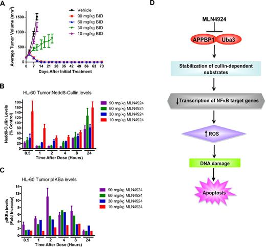 Figure 2. MLN4924 induces stable disease regression in an AML xenograft model. (A) Administration of MLN4924 to mice bearing HL-60 xenografts leads to a dose-dependent reduction in disease burden. Mice received vehicle control, 10, 30, 60, or 90 mg/kg MLN4924 twice a day for 21 days. Tumor volume was measured by calipers. n = 10 per group; bars represent the mean ± SD. (B) Effect of MLN4924 treatment on NEDDylation of cullins in vivo. Mice were administered a single dose of MLN4924, and the levels of NEDDylated cullins were quantified at the indicated time points (n = 3). (C) Dose-dependent stabilization of phospho-IκBα after treatment with MLN4924. Mice were given a single dose of MLN4924, and the levels of phospho-IκBα were quantified at the indicated time points after drug administration. (D) Schematic representation of the proposed mechanism of MLN4924-induced apoptosis in AML cells. MLN4924 inhibits the activity of NAE, leading to the abrogation of cullin NEDDylation, the stabilization of NEDD8-regulated substrates, increased ROS production, and DNA damage, which culminates in apoptosis.