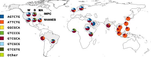 Figure 2. Worldwide haplotype distribution. The frequencies of 7 globally distributed haplotypes for 6 SNPs in the VKORC1 gene are represented by pie charts over the country of origin of population samples from which they were derived. The SNPs are listed in the order in which they occur along the VKORC1 gene: −1639G>A, 497T>G, 1173C>T, 1542G>C, 2255C>T, 3730G>A. All haplotypes occurring at frequencies of less than 2.5% in all population samples tested are grouped together in the “Other” category. For the United States, the population samples are broken down into white (W), black (B), and Mexican American (MA) subgroups and by the study under which they were collected: International Warfarin Pharmacogenetics Consortium or National Health and Nutrition Examination Survey III. Detailed data underlying this figure can be found in supplemental Table 5.