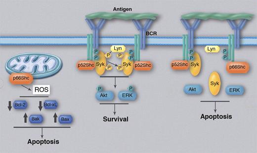 Regulation of BCR signaling and Bcl-2 family protein expression by p66Shc. BCR cross-linking by antigen induces recruitment and activation of Syk, which could be facilitated by the adaptor protein p52Shc. Syk then activates Akt and ERK, which transduce the antiapoptotic BCR signal. p66Shc competitively inhibits recruitment of p52Shc, resulting in less efficient activation of Syk, Akt, and ERK and an alteration in the balance between antiapoptotic and proapoptotic BCR signals in favor of the latter. In parallel, p66Shc can enhance production of reactive oxygen species (ROS) by mitochondria, which could be responsible for the induced changes in the expression of antiapoptotic (Bcl-2, Bcl-xL) and proapoptotic (Bak, Bax) Bcl-2 family members. Phosphorylated proteins are depicted with a “P.” Professional illustration by Marie Dauenheimer.