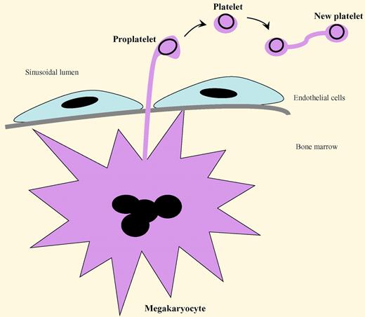 The “budding” of platelets from proplatelets, and then from mature platelets, during thrombopoiesis. Megakaryocytes in the bone marrow extend cytoplasmic projections (proplatelets) between endothelial cells into the sinusoidal lumen. The proplatelets pinch off their tips to form platelets. In a similar process, a circulating platelet is capable of extending a thin cytoplasmic projection and transferring some of its metabolic, granular, and organelle contents into an attached cell body to construct a duplicated new platelet. The dark circles in the proplatelets and platelets represent microtubules. (For an example of the platelet replication process, see Figure 1A in the article by Schwertz et al on page 3801.)