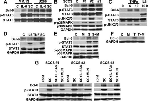 Figure 2. TNF-α up-regulates Bcl-6 expression. (A) MM.1S and U266 cells were cultured with IL-6 (5 ng/mL) or SCCSs (SC) for 12 hours. (B) RPMI8226 cells were cultured with 3 different SCCS (#1, #2, #3) for 12 hours. (C) RPMI8226 cells were cultured with tumor necrosis factor-α (TNF-α; 2.5 ng/mL) or IL-6 (5 ng/mL) for the indicated time periods. (D) Patient MM cells were cultured with IL-6 (5 ng/mL), TNF-α (2.5 ng/mL), or SCCSs (SC) for 12 hours. (E) RPMI8226 cells were cultured with or without SCCSs (S), in the presence or absence of MLN120B (M, 10μM) for 12 hours. (F) Patient MM cells were cultured with TNF-α (T) for 12 hours in the presence or absence of MLN120B (M, 10μM). (G) RPMI8226 cells were cultured with 3 different SCCSs (sc#1, sc#2, and sc#3), in the presence or absence of neutralizing IL-6 antibodies (5 μg/mL) or MLN120B (M, 10μM) for 12 hours. Whole cell lysates were subjected to immunoblotting with indicated antibodies.