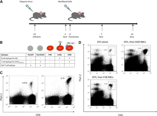 Figure 1. Experimental design and presentation of (OVA)323-339 peptide after exposure to either PyV.OVA-II or HOD RBCs. Recipient mice were infected with wild-type polyoma virus (PyV.WT) or polyoma virus expressing a known T-cell epitope (ovalbumin (OVA)323-339), PyV.OVA-II. Two weeks after infection, recipient mice were transfused with RBCs from control FVB donors (expressing no HEL epitope), mHEL donors (expressing HEL on RBCs), or HOD donors (expressing RBC-specific HEL fused to OVA). (A) Diagram of experimental design: Sera were collected prior to transfusion and at 7 and 14 days after transfusion. (B) Diagram of B- and T-cell epitopes expressed in PyV.WT and PyV.OVA-II, as well as in FVB RBCs, mHEL RBCs, and HOD RBCs. Presence of the (OVA)323-339 epitope is indicated by the green line. (C) OT-II Thy1.1 splenocytes were adoptively transferred into C56BL/6 mice followed by infection with either PyV.WT (C left) or PyV.OVA-II (C right). At 8 days after infection, splenocytes were harvested and stained for CD4 and Thy1.1. (D) OT-II splenocytes were adoptively transferred into C56BL/6.PL-Thy1.1 mice followed 24 hours later by transfusion with either HOD RBCs or FVB RBCs. At 4 days after transfusion, splenocytes were harvested and stained for CD4 and Thy1.2. Groups included mice receiving OT-II cells alone (left), OT-II cells and HOD transfusion (right), or OT-II cells and FVB transfusion (bottom).