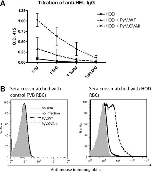 Figure 2. Prior infection with PyV.OVA-II significantly enhances alloimmunization to a subsequent HOD RBC transfusion. C57BL/6 mice were infected with wild-type polyoma virus (PyV.WT) or polyoma virus expressing (OVA)323-339 (PyV.OVA-II). Additional control mice were uninfected. All groups received subsequent transfusion with HOD RBCs. Alloimmunization was assessed 2 weeks later by anti-HEL ELISA. (A) A representative experiment with 5 mice/group is shown, with mean ± SEM shown at sera dilutions of 1:50 to 1:50 000. (B) Enhancement was also evident by flow cytometric cross-matching with FVB or HOD RBC targets. These experiments have been reproduced 3 times (5 mice/group per experiment) with similar results.