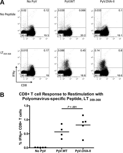 Figure 4. Enumeration of CD8+ T-cell antiviral responses to both PyV.WT and PyV.OVA-II. Intracellular cytokine staining was performed on splenocytes 7 to 10 weeks after infection with either wild-type PyV.WT or PyV.OVA-II; uninfected controls were also analyzed. Splenocytes were restimulated with and without a dominant MHC class I–restricted PyV peptide (LT359-368) and stained with anti-IFNγ. Representative flow plots are shown (A), and compiled data are presented from a representative experiment (B). This experiment has been repeated 3 times (3-5 mice/group per experiment). In all cases, CD8+ T cells from infected mice expressed IFNγ upon peptide stimulation. In 2 of 3 experiments, a greater percentage of IFNγ-producing CD8+T cells was seen in PyV.OVA-II–infected mice compared with PyV.WT-infected mice; the data shown are from a representative experiment displaying this difference.