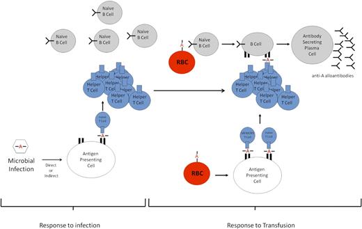 Figure 6. Schematic of proposed enhanced alloimmunization. Response to infection. Peptides containing a polymorphism (designated by A) from a microbe will be processed and presented by host antigen-presenting cells; peptides presented in MHC II will be recognized by CD4+ T cells. However, in the absence of a B-cell epitope, the B cells will not be able to receive CD4+ T-cell help to generate an antibody response. Response to transfusion. Upon a second antigenic exposure (transfusion) that contains the same polymorphism A, the polymorphism in the blood group constitutes not only a CD4+ T-cell epitope but also a de novo B-cell epitope. Through receptor-mediated endocytosis, naive B cells phagocytose the polymorphism-containing blood group molecule. The polymorphism is then presented on the MHC II of B cells to the preformed helper or memory CD4+ T cells generated against the microbial infection. The B cells are then stimulated to differentiate into plasma cells that secrete antibodies against the polymorphism.