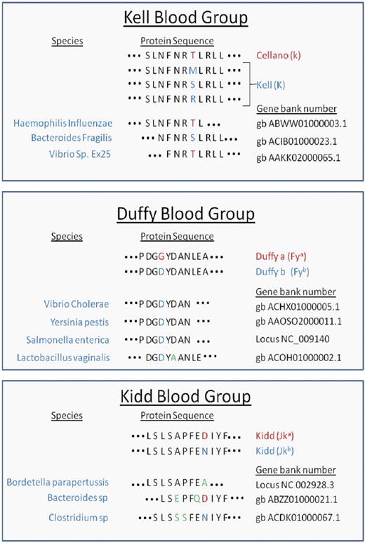 Peptide homology of microbes and polymorphisms that define human blood group antigens