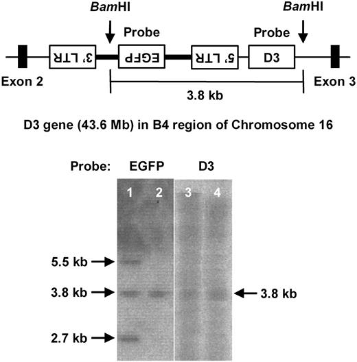 Figure 3. Identification of retroviral integration sites. (Top) A scheme of an integration site of the provirus into D3 locus determined on the basis of the results of LAM-PCR analysis. BamHI sites and probes used in Southern blotting are also shown. (Bottom) Southern blotting of BamHI-digested genomic DNA obtained from F1 (lanes 1 and 3) and F2 (lanes 2 and 4) of transgenic mice using an EGFP (lanes 1-2) or D3 (lanes 3-4) probe.