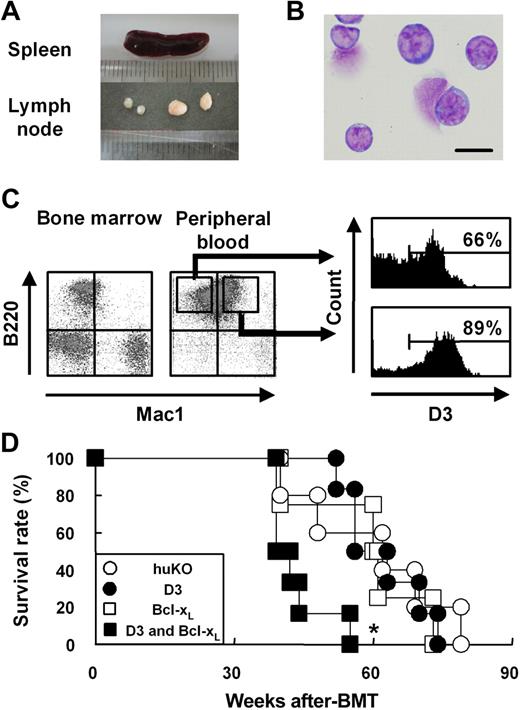 Figure 7. Analysis of mice affected with B lymphoma after transplantation with D3- and Bcl-xL–transduced KL cells. (A-B) Morphologic appearance of spleen, lymph nodes (A), and peripheral blood cells (May-Gruenwald-Giemsa staining; B) in mice that received transplants of D3- and Bcl-xL–transduced KL cells at 40 weeks after transplantation (63×/1.4 NA oil objective). Bar in panel B represents 10 mm. (C) Flow cytometric analysis of marrow or peripheral blood cells (left and middle panels, respectively). D3 expression in Mac1− or Mac1+ cells in B220+ population was further analyzed (right panel). (D) Survival analysis of mice that underwent transplantation with huKO-transduced (○), D3-transduced (●), Bcl-xL–transduced (□), or D3- and Bcl-xL–transduced KL cells (■). BMT indicates BM transplantation. *P < .01 compared with the other groups.