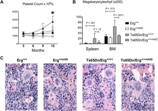 Figure 1. Hematologic analysis. (A) Peripheral blood platelet counts. Means with SDs are shown for Ts65Dn/Erg+/+/+ (▴, n = 9), Ts65Dn/Erg+/+/mld2 (▿, n = 5), Erg+/+ (●, n = 6), and Erg+/mld2 (○, n = 8). P values from unpaired 2-tailed t tests of data from 12-month-old mice: *P = .008 for comparison of data from Ts65Dn/Erg+/+/+ and Ts65Dn/Erg+/+/mld2; P = .002 for comparison of Ts65Dn/Erg+/+/+ and Erg+/+; and P = .064 for comparison of Ts65Dn/Erg+/+/mld2 and Erg+/+. (B) Megakaryocyte counts per high-power field (×200) of bone marrow and spleen histologic sections taken from 12-month-old mice. Means with standard deviations are shown. P values indicated are from unpaired 2-tailed t tests. Erg+/+ (n = 6), Erg+/mld2 (n = 8), Ts65Dn/Erg+/+/+ (n = 9), and Ts65Dn/Erg+/+/mld2 (n = 5). (C) Hematoxylin and eosin staining of representative bone marrow sections at ×400 magnification (Zeiss Axioplan-2 microscope, 40×/0.75 NA objective with AxioCam Hrc and AxioVision Version 3.1 image-acquisition software).