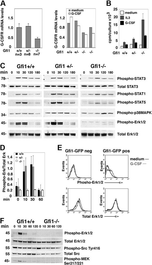 Figure 1. Erk activation is selectively defective in G-CSF–stimulated bone marrow cells from Gfi1-null mice. (A) G-CSFR mRNA levels in fresh (left) bone marrow MNCs from untreated Gfi1+/+, Gfi1+/−, and Gfi1−/− mice and after 24-hour incubation in vitro with or without G-CSF (25 ng/mL; right) measured by quantitative real-time PCR. (Left) Gfi1+/+ (n = 3); Gfi1+/− (n = 8); Gfi1−/− (n = 7); the results reflect the means ± SD. (Right) Means (duplicate measurements) of G-CSFR mRNA levels in bone marrow MNCs from individual mice. (B) Proliferation of bone marrow MNCs from Gfi1+/+, Gfi1+/−, and Gfi1−/− mice after 3-day incubation in medium only, with IL-3 (10 ng/mL), or with G-CSF (25 ng/mL). The results reflect the mean 3H thymidine uptake (cpm) of triplicate cultures ± SD and are representative of 3 independent experiments. (C) Immunoblot analysis of G-CSF–induced signaling in bone marrow MNCs from Gfi1+/+, Gfi1+/−, and Gfi1−/− mice after derivation (time 0, no culture) and after incubation with G-CSF (25 ng/mL) for the indicated time intervals. All results reflect probing of single membranes with specific antibodies. The results are representative of 5 experiments. (D) Quantitative measurement of phopho-Erk1/2 activation by G-CSF (25 ng/mL) in bone marrow MNCs from Gfi1+/+, Gfi1−/−, and Gfi1−/− mice at the indicated time points. The results reflect the mean ± SD band intensity ratios of phospho-Erk1/2/total Erk1/2 (n = 5 mice/group evaluated at each time point). (E) G-CSF–induced Erk1/2 phosphorylation in bone marrow MNCs from Gfi1−/− mice after transduction in vitro with Gfi1-GFP retroviruses, cultured for 48 hours in medium (Iscove DMEM with 10% FCS) supplemented with 10 ng/mL IL-3, 25 ng/mL SCF, 25 ng/mL cKitL, and 5 ng/mL granulocyte-macrophage–CSF, cell sorting the GFP+ and GFP− cells, and starved (1 hour) in culture medium without growth factors. Phospho-Erk1/2 and total Erk was evaluated by fluorescence-activated cell sorting analysis after intracellular staining with specific antibodies. (F) G-CSF–induced signaling evaluated by immunoblotting with specific antibodies. Bone marrow MNCs from Gfi1+/+, Gfi1−/−, and Gfi1−/− mice were incubated with G-CSF (25 ng/mL) for the indicated time intervals. The results reflect reprobing of a single membrane. The results are representative of 3 experiments performed.