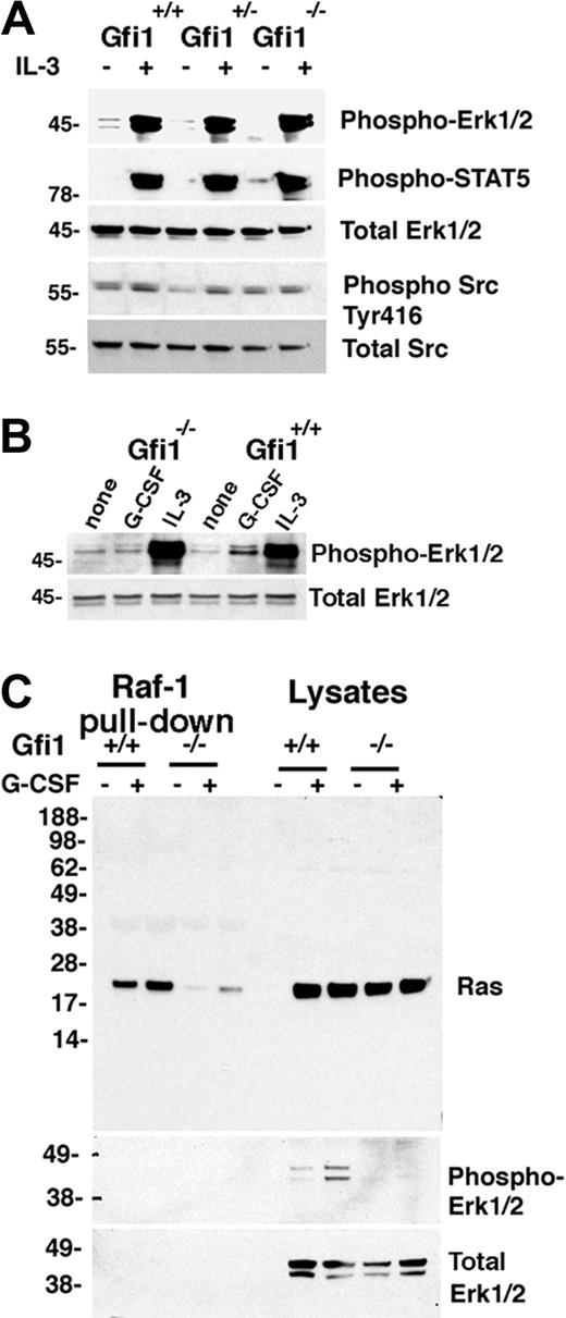 Figure 2. G-CSF– but not IL-3–induced Erk1/2 activation in Gfi1-null bone marrow cells is impaired, correlating with defective Ras activation. (A) Immunoblot analysis of IL-3–induced signaling responses in bone marrow MNCs from Gfi1+/+, Gfi1+/−, and Gfi1−/− mice. Freshly obtained cells were incubated with for 10 minutes in either medium only or with IL-3 (10 ng/mL). The results reflect reprobing of a single membrane. The results are representative of 7 experiments. (B) Phospho-Erk1/2 activation by IL-3 or G-CSF in Gfi1+/+ and Gfi1−/− bone marrow MNCs evaluated by immunoblotting with specific antibodies. Cells were incubated for 10 minutes in medium only or with IL-3 (10 ng/mL) or G-CSF (25 ng/mL). The results are representative of 5 experiments. (C) Active Ras was pulled down from bone marrow cell lysates with agarose-bound Raf-1 protein (residues 1-149 corresponding to the binding domain for Ras-GTP) and immunoblotted with Ras-specific antibody. Bone marrow MNCs from 2 Gfi1+/+ and 2 Gfi1−/− mice were incubated in medium only or with G-CSF (25 ng/mL) for 10 minutes; the cell lysates were either immunoblotted directly or after Ras-GTP pull down. The membrane was reprobed with specific antibodies to phospho-Erk1/2 or total Erk. The results are representative of 3 experiments performed.