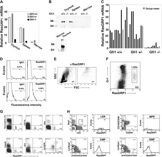 Figure 3. Reduced RasGRP1-expressing cells in Gfi1-null mice. (A) Levels of RasGRP1 mRNA were measured by quantitative real-time PCR in thymus, spleen, and bone marrow extracted from individual Gf1+/+, Gfi1+/−, and Gfi1−/− mice. The results are representative of at least 5 mice/group. (B) RasGRP1 was immunoprecipitated from lysates of thymus (300 μg, top; 800 μg, bottom), spleen (300 μg), and bone marrow MNCs (300 μg, top; 3 mg bottom) from individual Gfi1+/+ and Gfi1−/− mice. The immunoprecipitates were immunoblotted with RasGRP1-specific antibody. The bottom panel relates to tissues from a Gfi1+/+ mouse (representative of 3 experiments). (C) RasGRP1 mRNA levels measured by quantitative real-time PCR in individual bone marrows from Gfi1+/+ (n = 8), Gfi1+/− (n = 11), and Gfi1−/− (n = 9) mice. Results from individual mice, ■; and group means, . (D) Flow cytometric detection of RasGRP1 in a population of bone marrow MNCs from a Gfi1+/− but not Gfi1−/− mouse. After fixation and permeabilization, the cells were immunostained with a mouse monoclonal antibody to RasGRP1 or isotype control antibody (mouse IgG1) followed by a goat anti–mouse IgG Alexa Fluor 488–conjugated antibody. The results reflect the percentage of RasGRP1-positive cells and are representative of 5 independent experiments. (E) Forward scattering counter (FSC) and SSC of bone marrow MNCs from a Gfi1+/− mouse after RasGRP1 immunostaining (as described in panel D). Left panel shows total; right panel shows RasGRP1 only. The results are representative of Gfi1+/+ (n = 4) and Gfi1+/− (n = 3) mice. (F) Flow cytometric analysis of Gr1 and RasGRP1 expression within bone marrow MNCs from a Gfi1+/− mouse, showing that RasGRP1-positive cells display low-level surface Gr1. The MNCs were first immunostained for surface Gr1 (PE-labeled) and after fixation/permeabilization immunostained for RasGRP1 (as described in panel D). Representative of 5 independent experiments is shown. The percentage of cells in the box is shown. (G) Flow cytometric detection of the surface markers neutrophils 7/4, CD11b, CD4, CD45R/B220, cKit, G-CSFR, and intracellular RasGRP1in bone marrow MNCs from a Gfi1+/− mouse. G-CSFR was detected by PE-labeled G-CSF cross-linked to the cell surface with Bis(sulfosuccinimidyl)suberate3. The results are representative of 3 experiments. The percentage of cells in each quadrant is shown. (H) Flow cytometric analysis of RasGRP1-positive cells within LSK (lin−c-Kit+Sca+), MPP (CD150−CD48−CD244+), CMP (lin−Sca−c-Kit+CD34+CD16/32mid), and GMP (lin−Sca−c-Kit+CD34+CD16/32hi) bone marrow cells populations from Gfi1+/+ MNCs. Representative of 3 experiments is shown. The values reflect percentage of cells in each quadrant.