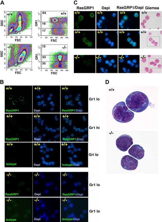 Figure 4. Characterization of RasGRP1-expressing cells in the bone marrow. (A) FSC and SSC of bone marrow cells from a representative Gf11+/+ and Gfi1−/− mouse showing the different distribution pattern (left). Distribution of bone marrow cells expressing high (hi), intermediate, and low (lo) levels of surface Gr1 showing a reduction of Gr1hi and an increase in Gr-1lo in a representative Gfi1−/− mouse compared with control Gfi1+/+ mouse. The percentage of cells within each gate is displayed (representative results from 5 experiments). (B) Cytospin preparations of sorted bone marrow Gr1hi and Gr1lo cell populations from a control Gfi1+/+ mouse showing that RasGRP1-stained cells have the nuclear morphology of immature myeloid cells and are confined to the Gr1lo cell populations. Mouse IgG1 isotype antibody was used as a negative control; DAPI shows nuclear morphology. RasGRP1 is undetectable in bone marrow Gr1lo cell populations from Gfi1−/− mice (representative results from 5 experiments). (C) Giemsa and DAPI staining of Gr1lo-sorted bone marrow populations after immunostaining for intracellular RasGRP1 showing cellular morphology. RasGRP1 is detected in Gr1lo bone marrow cell populations from a Gfi1+/+ mouse but not from a Gfi1−/− mouse. Representative images are shown. (D) Enlarged image from Giemsa stained Gr1lo-sorted bone marrow populations showing the morphology of cells expressing RasGRP1 from the control Gfi1+/+ mouse (top). The morphology of Gr1lo cell populations from the Gfi1−/− mouse that fail to display RasGRP1 immunostaining is shown (bottom) in representative images.