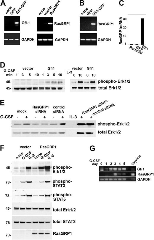 Figure 5. Gfi1 regulates expression of RasGRP1, which is critical for Erk activation by G-CSF. (A) Stable expression of GFP, Gfi1-GFP (left); vector and RasGRP1 (right) in 32D cells assessed by reverse transcription (RT)–PCR with specific primers. Glyceraldehyde phosphate dehydrogenase (GAPDH) expression was used as a control. Representative results from 3 experiments are shown. (B) Expression of Gfi1 in 32D cells specifically promotes expression of endogenous RasGRP1 as measured by RT-PCR. Representative results from 3 experiments are shown. (C) Relative levels of RasGRP1 mRNA expression in parental 32D cells and in 32D cells stably transduced with GFP or GFP-Gfi1 vectors as measured by real-time PCR. Representative results from 3 experiments are shown. (D) Stable expression of Gfi1 in 32D promotes increased Erk1/2 activation by G-CSF (left) but not by IL-3 (right) as assessed by immunoblotting with specific antibodies to phosphorylated Erk1/2. The membrane was reprobed for total Erk1/2. Representative results from 6 experiments are shown. (E) Effect of RasGRP1 silencing in 32D cells stably transduced with RasGRP1. Erk1/2 activation by G-CSF or IL-3 is assessed by immunoblotting. The membranes were reprobed for total Erk1/2. The reduction of RasGRP1 expression in this experiment was 78%, as assessed by real-time PCR. Representative results from 3 experiments are shown. (F) Erk1/2 activation by G-CSF or IL-3 in 32D cells stably expressing RasGRP1 or control cells as assessed by immunoblotting. The membranes were reprobed with the indicated antibodies to assess loading and activation of STAT3 and STAT5. Representative results from 3 experiments are shown. (G) Time-dependent activation of endogenous RasGRP1 in 32D cells cultured with G-CSF as assessed by semiquantitative PCR. Thymus-derived RNA from a Gfi1+/+ mouse was used as a positive control. Representative results from 5 experiments are shown.
