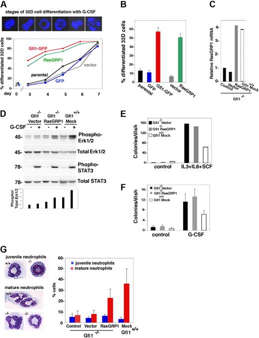 Figure 6. RasGRP1 restores G-CSF–dependent myeloid cell differentiation from Gfi1-null bone marrow progenitors. (A) Retrovirus-mediated expression of RasGRP1 or Gfi1 in 32D cells accelerates G-CSF–induced differentiation. The top panel shows representative nuclear morphology from DAPI staining of 32D cells during G-CSF incubation; for quantification, stages 1 and 2 were considered undifferentiated nuclei; stages 3 to 6 were considered differentiated nuclei. The bottom panel reflects the kinetics of G-CSF–induced differentiation of control 32D cells (parental, GFP, vector), and those transduced with RasGRP1 or Gfi1. Representative results from 3 experiments are shown. (B) Enhanced differentiation of Gfi1 or RasGRP1-transduced 32D cells after incubation with G-CSF for 3 days (5 experiments; the error bars reflect SDs). Cell populations are described in panel A. (C) Relative RasGRP1 expression in primary Gfi1−/− and Gfi1+/+ bone marrow MNCs 48 hours after retroviral transduction (RasGRP1 or vector only), no transduction (control) or mock transduction (Gfi1 mock) as assessed by real-time PCR. The results are representative of 5 independent transductions. (D) Effects of RasGRP1 transduction on G-CSF–induced activation of Erk1/2 in primary Gfi1-null bone marrow MNCs as assessed by immunoblotting with specific antibodies. After transduction, bone marrow MNCs were cultured for 72 hours in medium (Iscove DMEM with 10% FCS) supplemented with 10 ng/mL IL-3, 25 ng/mL SCF, and 5 ng/mL granulocyte-macrophage–CSF. Before G-CSF activation, the transduced cells were cytokine-starved by incubation for 2 hours in medium only. The bar graph reflects quantitative analysis of band intensities (phospho-Erk/total Erk) as measured by National Institutes of Health ImageJ software. Representative results are shown (of 3 performed). (E) Colony formation in semisolid methylcellulose medium supplemented with IL-3, IL-6, and SCF. Bone marrow MNCs transduced 72 hours earlier (vector only, RasGRP1 retrovirus, or mock-transduced) were cultured in methylcellulose for 14 days; the results reflect the number of colonies/dish (representative experiment of 4 performed). (F) Colony formation in semisolid methylcellulose medium supplemented with G-CSF. The cell populations (described in panel E) were transduced 72 hours before culture in methylcellulose for 12 days. The results reflect the mean number of colonies/dish (± SD) from 3 independent experiments. (G) G-CSF–induced myeloid cell differentiation in liquid cultures. The indicated cell populations were seeded 48 hours after transduction, mock transduction, or no transduction. After 4 days of incubation, cytospin preparations were stained with Giemsa. The left panel shows typical juvenile and mature neutrophils from G-CSF–stimulated primary bone marrow cells from Gfi1+/+ vector-transduced and Gfi1−/− cells transduced with RasGRP1. The right panel reflects the percentage of cells with juvenile and more mature granulocytic morphology as assessed microscopically by an independent observer. The results reflect the means ± SD from 3 independent experiments.
