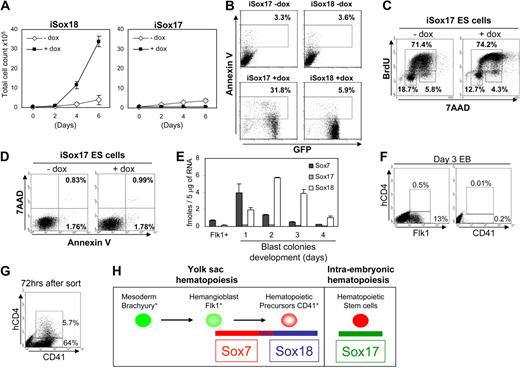 Figure 2. Sox18-sustained expression promotes the proliferation of early hematopoietic precursors, whereas Sox17-ectopic expression results in increased cell death. (A) iSox18 or iSox17 CD41+CD34− hematopoietic precursors sorted from day 5 EB were cultured for 6 days with (+) or without (−) doxycycline. Total cell count was determined every other day (n = 3). (B) Apoptosis detection by annexin V staining in CD41+CD34− cells sorted from iSox17 or iSox18 EBs day 5 and cultured for 24 hours with or without doxycycline. (C) The cell-cycle status was assessed after 1 hour of BrdU pulse on iSox17 embryonic stem (ES) cells cultured for 2 days with or without doxycycline. (D) Apoptosis detection in iSox17 ES cells cultured for 48 hours with or without doxycycline using 7-amino-actinomycin D (7AAD) and annexin V staining. (E) Absolute quantification of Sox7, Sox17, and Sox18 mRNA by real-time PCR was performed on sorted hemangioblast-enriched precursors (Flk1+) from day 3 EBs and in day 1 to 4 hemangioblast-derived blast colonies. Absolute quantification of transcripts was calculated using linear regression analysis on standard calibration of cDNA encoding each of these Sox genes. Data are presented as femtomoles per 5 μg of total RNA. (F) Analysis of Sox18-hCD4 expression relative to Flk1 and CD41 expression in day 3 EBs derived from ES-cell clone transgenic for a BAC hCD4-Sox18 construct. (G) Analysis of Sox18-hCD4 and CD41 expression in Flk1+ cells sorted from day 3 EBs and cultured for 72 hours in hemangioblast culture condition. (H) Schematic model depicting the expression pattern for Sox7, Sox17, and Sox18 genes during embryonic hematopoiesis.
