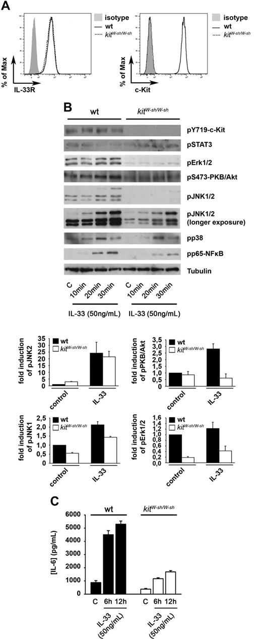 Figure 2. Presence of c-Kit is crucial for an effective IL-33–induced signaling. (A) Surface expression of IL-33R and c-Kit in wt (black line) or kitW-sh/W-sh (black dotted line) BMMCs. (B-C) Wt or kitW-sh/W-sh BMMCs were stimulated with IL-33 as indicated. Lysates were analyzed by immunoblot for phosphorylated signaling molecules as indicated (B). Longer exposure shows that IL-33–induced activation of JNK1 in kitW-sh/W-sh BMMCs is dramatically reduced but not completely blocked. Phosphorylation was quantified in 3 independent experiments and results are shown as increase (mean ± SEM) relative to nonstimulated wt BMMCs. Supernatants were analyzed for IL-6 (C).