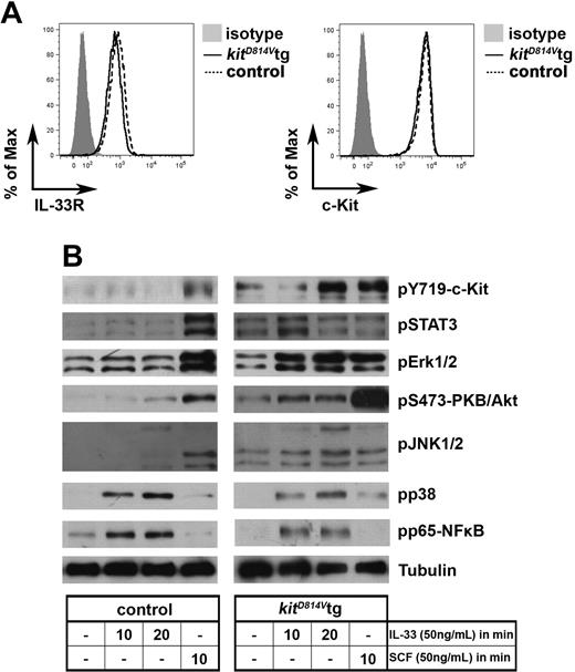Figure 3. Constitutively active c-Kit augments IL-33R signaling in BMMCs. (A) Surface expression of IL-33R and c-Kit in kitD814Vflox control (black dotted line) or kitD814V tg (black line) BMMCs. (B) kitD814Vflox control or kitD814V tg BMMCs were stimulated with IL-33 or SCF as indicated. Lysates were analyzed by immunoblot for phosphorylated signaling molecules as indicated.