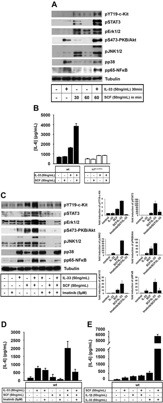 Figure 4. Prestimulation of wt BMMCs with SCF is crucial for the full biologic function of IL-33. (A) Wt BMMCs were stimulated with SCF or IL-33 as indicated. Costimulation was performed by prestimulation with SCF for 30 minutes followed by stimulation with IL-33 for additional 30 minutes. Lysates were analyzed by immunoblot for phosphorylated signaling molecules as indicated. (B) Wt or kitW-sh/W-sh BMMCs were stimulated with SCF and/or IL-33 for 24 hours. Supernatants were analyzed for IL-6. (C-D) Wt BMMCs were preincubated with imatinib for 30 minutes and subsequently prestimulated with SCF for 30 minutes followed by stimulation with IL-33 for additional 30 minutes (C) or 24 hours (D). Lysates were analyzed by immunoblot for phosphorylated signaling molecules as indicated. Phosphorylation was quantified in 3 independent experiments and results are shown as increase (mean ± SEM) relative to nonstimulated cells (C). Supernatants were analyzed for IL-6 (D). (E) Wt BMMCs were stimulated with SCF and/or IL-1β or IL-33 for 24 hours. Supernatants were analyzed for IL-6.