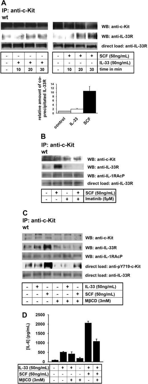 Figure 5. SCF mediates the association of IL-33R with c-Kit in dependency of its tyrosine kinase activity and the integrity of cholesterol-rich microdomains. (A) Wt BMMCs were stimulated with IL-33 or SCF as indicated, lysed, and subjected to c-Kit immunoprecipitation. Coprecipitated IL-33R was detected by immunoblot and quantified for 3 independent experiments. Results are shown as increase (mean ± SEM) relative to nonstimulated cells. Equal amounts of IL-33R in lysates were determined by immunoblotting (direct load). (B) Wt BMMCs were preincubated with imatinib and subsequently stimulated with SCF. Lysates were immunoprecipitated with an anti–c-Kit antibody and analyzed for coprecipitated IL-33R and IL-1RAcP. (C) Wt BMMCs were treated with the methyl-β-cyclodextrin (MβCD) for 2 hours and subsequently stimulated with either IL-33 or SCF. Lysates were immunoprecipitated with anti–c-Kit and analyzed for c-Kit, IL-33R, and IL1-RAcP. Phosphorylation of Y721–c-Kit and equal amounts of IL-33R were verified by immunoblot (direct load). (D) Wt BMMCs were left untreated or were treated with MβCD for 2 hours and subsequently stimulated with either IL-33, SCF, or both for 6 hours. Supernatants were analyzed for IL-6.