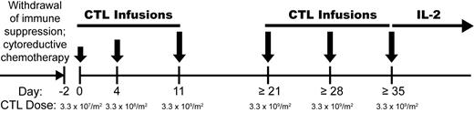 Figure 1. Treatment schema. Patients who relapsed after MHC-matched allogeneic HCT and elected to receive chemotherapy and T-cell therapy first underwent withdrawal of immunosuppression, followed sequentially by appropriate salvage chemotherapy, adoptive T-cell therapy with CD8+ mHAg-specific CTL clones, and a 14-day course of low-dose IL-2.