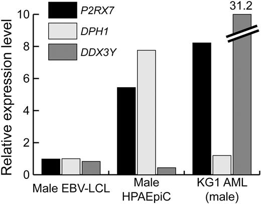 Figure 7. Differential expression of mHAg-encoding genes in pulmonary alveolar epithelial and leukemic cells. Real-time PCR analysis of P2RX7, DPH1, and DDX3Y expression in male EBV-LCL, human male pulmonary alveolar epithelial cells (HPAEpiCs), and the male-derived KG1 AML cell line was performed. The expression level of each gene was computed using the standard curve method, and the expression level in HPAEpiCs and KG1 is referenced to that observed in male EBV-LCL.