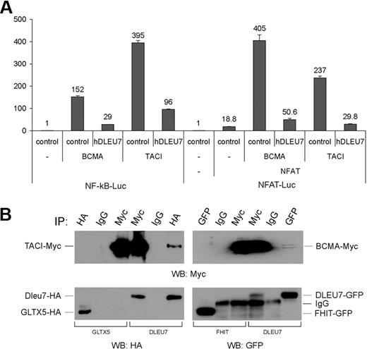 Figure 3. Interaction of Dleu7 with members of the TNFR superfamily, BCMA and TACI, interferes with NF-κB and NFAT trans-activation. (A) HEK293 cells were cotransfected with 50 ng of pNF-κB-Luc reporter or 250 ng of pNFAT-Luc reporter, respectively, and 50 ng of pRL-TK Renilla reporter constructs. In addition, 1.5 μg of CMV5-empty vector or 1.5 μg of CMV5-hDLEU7-HA was used. In addition, 250 ng of CMV6-BCMA and 25 ng of CMV6-TACI (in the case of NF-κB-Luc) and 5 ng of CMV-NFAT, 100 ng of CMV6-BCMA and 5 ng of CMV6-TACI (in the case of NFAT-Luc) were used where indicated. Firefly and Renilla luciferase activities were assayed with the Dual-Luciferase Assay System from Promega, and firefly luciferase activity was normalized to Renilla luciferase activity. The normalized promoter activity of pNF-κB-Luc and pNFAT-Luc in HEK 293 cells transfected with CMV5-empty vector was set as 1, respectively. Experiments were repeated 3 times in triplicate. Columns indicate the mean; bars, SD. (B) Left panels show HEK 293 cells cotransfected with GLTX5-HA (negative control) and TACI-Myc, or hDLEU7-HA and TACI-Myc constructs. After lysis, immunoprecipitations were carried out using anti-HA antibody, mouse immunoglobulin G, or anti-Myc antibody. Western blotting was carried out as indicated. Right panels show HEK 293 cells cotransfected with BCMA-myc and FHIT-GFP (negative control), or BCMA-Myc and hDLEU7-GFP constructs. After lysis, immunoprecipitations were carried out using anti-GFP antibody, mouse immunoglobulin G, or anti-Myc antibody. Western blotting was carried out as indicated.