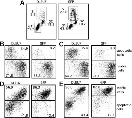 Figure 5. Dleu7 expression results in cell death. (A) A549 cells were infected with 80 MOI of Ad5-DLEU7 or Ad5-control virus; 2 days later, cells were harvested and used in the Click-iT EdU Flow Cytometry Assay. Plot data for cells labeled with Click-iT EdU Pacific Blue fluorescence (y-axis) and cells labeled with Click-iT CellCycle 488-Red (7-ADD) fluorescence (x-axis). A total of 3 subgroups, representing the percentage of cells in S phase, G1 phase, and G2 phase of cell cycle, are shown for cells infected with Ad5-DLEU7 and Ad5-control, respectively. (B-C) A549 cells were infected with 350 MOI of Ad5-DLEU7 or Ad5-control virus; 4 days (B) or 5 days (C) later, cells were harvested and treated with APC annexin V conjugate, which binds apoptotic cells. Panels show plot data for cells labeled with APC annexin V fluorescence (y-axis) and GFP green fluorescence for infected cells (x-axis). A total of 2 subgroups, representing the percentage of apoptotic cells and viable cells, are shown. (D-E) A549 cells were infected with 350 MOI of Ad5-DLEU7 or Ad5-control virus; 4 days (D) or 5 days (E) later, cells were harvested and treated with MitoProbe DiIC1(5) dye, which accumulates in mitochondria with active membrane potentials. DiIC1(5) stain intensity decreases in apoptotic cells. Panels show plot data for cells labeled with MitoProbe DiIC1(5) fluorescence (y-axis) and GFP green fluorescence for infected cells (x-axis). A total of 2 subgroups, representing the percentage of apoptotic cells and viable cells, are shown.