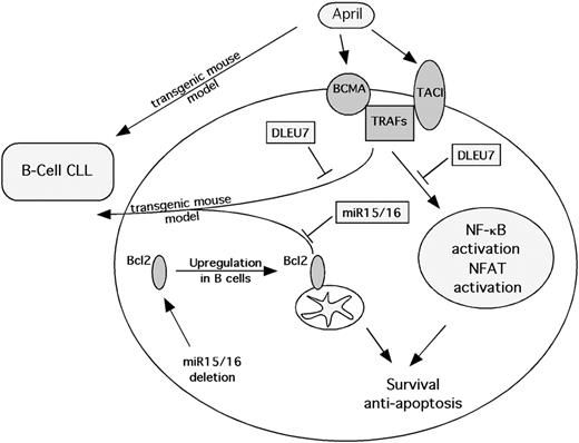 Figure 6. Schematic representation of Dleu7 tumor-suppressor function in B cells.