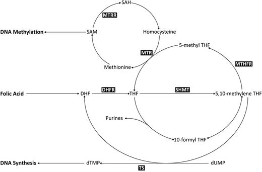 Figure 1. Metabolic folate pathway. Metabolites: 5-MeTHF indicates 5-methyltetrahydrofolate; 10-formyl THF, 10-formyltetrahydrofolate; SAM, adenosylmethionine; SAH, S-adenosylhomocysteine; DHF, dihydrofolate; THF, tetrahydrofolate; dTMP, deoxythymidine monophosphate; and dUMP, deoxyuridine monophosphate. Enzymes: MTR indicates methionine synthase; SHMT, serine hydroxymethyltransferase; MTHFR, 5,10-methylenetetrahydrofolate reductase; and TS, thymidylate synthase.