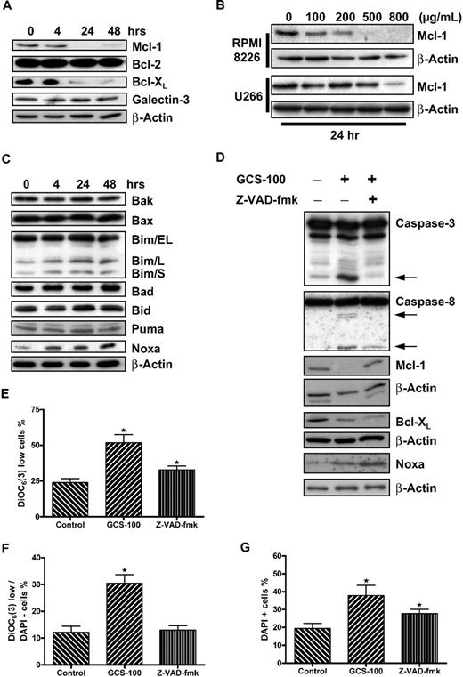 Figure 3. GCS-100 is associated with a time- and dose-dependent reduction of critical prosurvival proteins and up-regulation of the proapoptotic protein NOXA. (A) Whole-cell lysates were prepared from RPMI 8226 cells cultured with 500 μg/mL GCS-100 for up to 48 hours, and protein expression was examined by Western blot. A total of 25 μg of protein was separated by 12% SDS-PAGE. Protein was transferred to PVDF membrane and probed with the indicated antibodies to prosurvival BCL-2 family proteins. β-Actin was used to ensure equal loading. (B) RPMI 8226 or U266 cells were exposed to the indicated concentration of GCS-100 for 24 hours. Whole-cell lysates were prepared, and 50 μg of protein was separated by 12% SDS-PAGE, transferred to PVDF membrane, and probed with anti–MCL-1 antibody. β-Actin was used to demonstrate equal protein loading. (C) Whole-cell lysates were prepared from RPMI 8226 cells cultured with 500 μg/mL GCS-100 for up to 48 hours, and protein expression was examined by Western blot. A total of 25 μg of protein was separated by 12% or 15% SDS-PAGE. Protein was transferred to PVDF membrane and probed with the indicated antibodies. β-Actin was used to ensure equal loading. (D) RPMI 8226 cells were incubated with the pan-caspase inhibitor Z-VAD-fmk (50μM) or dimethyl sulfoxide (DMSO) for 1 hour and then were cultured in the presence or absence of GCS-100 (500 μg/mL) for 24 hours. Protein expression was examined by Western blot (25 μg of protein, 12% SDS-PAGE). indicates caspase cleavage products. β-Actin was used as a loading control. (E-G) The effect of caspase inhibition on GCS-100 mediated loss of mitochondrial transmembrane potential. RPMI 8226 cells were incubated for 1 hour with Z-VAD-fmk or DMSO and then cultured with GCS-100 (500 μg/mL) for 48 hours after which uptake of DiOC6(3) was assessed by flow cytometry as previously described. The proportion of DiOC6(3) low cells (E), DAPI-negative/DiOC6(3) low cells (F), and DAPI-positive cells (G) was assessed. GCS-100 on the x-axis indicates preincubation with DMSO (Z-VAD-fmk control), and Z-VAD-fmk on x-axis indicates preincubation with Z-VAD-fmk followed by GCS-100. Results are mean ± SEM of 3 independent experiments. *Significant difference (P ≤ .05) from untreated control. DiOC6(3).