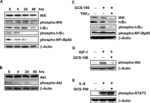 Figure 5. GCS-100 treatment is associated with modulation of cell-signaling proteins and inhibits IGF-1 and TNF-α pathway stimulation. (A-B) RPMI 8226 cells were exposed to 500 μg/mL GCS-100 for up to 48 hours and after preparation of whole-cell lysates examined by Western blot. A total of 50 μg of protein was separated using 12% SDS-PAGE, transferred to PVDF membrane, and probed using the indicated antibodies. (C-E) RPMI 8226 cells were incubated in serum-free media for 1 hour and then cultured with 500 μg/mL GCS-100 or control media for 2 hours. Cells were then stimulated with TNF-α (5 ng/mL), IGF-1 (100 ng/mL), or IL-6 (10 ng/mL) for 30 minutes. Whole-cell lysates were prepared and 50 μg of protein resolved using 12% gel, transferred to PVDF, and probed with the indicated antibodies. β-Actin was used as a loading control.