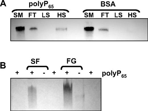 Figure 1. PolyP binds to fibrinogen and soluble fibrin. (A) Fibrinogen (10 μg) was incubated with zirconia beads coated with either polyP65 or bovine serum albumin (BSA). The starting material (SM), flow-through (FT), low-salt (LS), and high-salt (HS) washes were subjected to sodium dodecyl sulfate–polyacrylamide gel electrophoresis on 4% to 12% NuPAGE gels with MOPS running buffer and blotted with an antibody to fibrinogen. (B) PolyP65 was incubated with 10 μg of soluble fibrin (SF), fibrinogen (FG), or buffer alone for 10 minutes before separating on 6% Tris-glycine gels for 2.5 hours under native conditions. The gels were stained with toluidine blue O that binds polyP. Free polyP65 migrates with the dye front and cannot be visualized.