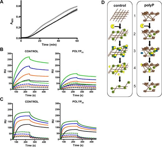 Figure 7. PolyP attenuates the binding of fibrinolytic enzymes and the cofactor activity of fibrin. (A) Fibrin clots containing plasminogen (0.55μM) were formed with purified fibrinogen (2.4μM) in the absence (gray line) and presence (black line) of polyP65 (325μM) by adding thrombin (1 U/mL) and CaCl2 (5mM). Clots were lysed by overlaying with tPA (5nM) in the presence of S2251 (0.12mM), and readings were recorded at 405 nm. Plasmin generation at 405 nm over time is shown, and results are expressed as mean ± SEM, n = 3. (B) Fibrinogen was captured on the surface of a CM5 chip and converted to fibrin by thrombin (1 U/mL) in the absence and presence of polyP65 (325μM). Binding of 125nM (black), 250nM (orange), 500nM (blue), and 1000nM (green) plasminogen was analyzed (dashed lines). The surface was then treated with plasmin (30nM), and binding of plasminogen, at the concentrations described above, was repeated (solid lines). (C) As described for panel B with 31.25nM (black), 62.5nM (orange), 125nM (blue), and 250nM (green) tPA instead of plasminogen. (B-C) Experiments performed in triplicate and are expressed as mean ± SEM. (D) Schematic representation of polyP-induced down-regulation of fibrinolysis. (1) Fibrin formed in the presence of polyP has a heterogeneous structure composed of tightly knotted regions interspersed with large pores. (2) Plasmin (yellow) is less efficient at cleaving this heterogeneous fibrin structure, thereby reducing the exposure of C-terminal lysines (K) on the fibrin surface. (3) The capacity of fibrin to sequester tPA and plasminogen on its surface is subsequently reduced, and the cofactor role of fibrin in tPA-mediated plasminogen activation is diminished. (4) This leads to less plasmin formation. (5) As a result fibrinolysis is down-regulated in clots formed in the presence of polyP.