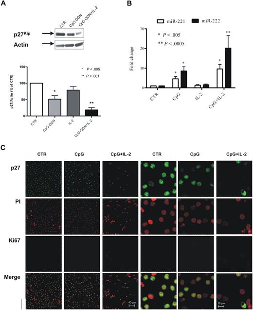 Figure 6. CpG-ODN–stimulated CLL cells from PB exhibit a pattern of expression similar to leukemic cells from LNs. Purified PB leukemic B cells were stimulated with CpG-ODN alone or in combination with IL-2, and p27 expression levels were evaluated by Western blot. A representative blot is shown (A top). The average result from analysis of stimulation on 16 patients is shown as p27/Actin ratio calculated by densitometric analysis (A bottom). miRNA expression in the cells from the same experiments was evaluated by TaqMan miRNA assay, and the results were expressed as fold change (2−ΔΔCt; B). Statistical significance was evaluated by the Wilcoxon test. Purified CLL PB cells stimulated with CpG-ODN alone or in combination with IL-2 were stained with anti-p27 antibody (green), propidium iodide (PI; red) to identify nuclei, and Ki67 (blue) antibody (C; 63×/1.25 NA oil objective). Confocal analysis of stained cells shows, compared with unstimulated cells (first and fourth columns, 63× and 240× magnification, respectively), a marked reduction of p27 expression and a parallel increase in Ki67 expression in cells stimulated with CpG-ODN (second and fifth columns, 63× and 240×, respectively) and in combination with IL-2 (third and sixth columns, 63× and 240×, respectively). CTR indicates control.