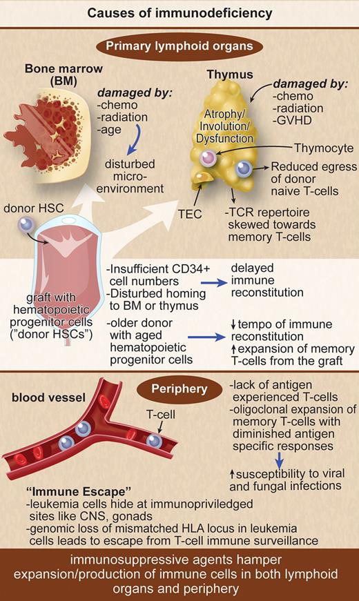 Figure 1. Immunosuppressive agents hamper expansion/production of immune cells in lymphoid organs and periphery.