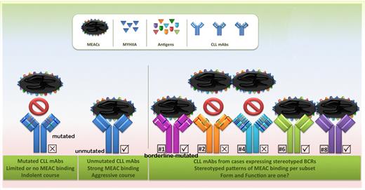 The functional antigen reactivity underlies the biological and clinical behavior of the CLL clone. Chu and colleagues report that several CLL monoclonal antibodies (mAbs) can bind MYHIIA-exposed apoptotic cells (MEACs), although not all recognize MYHIIA (ie, the molecular targets of different CLL mAbs may be other autoantigens exposed on MEACs during apoptosis). MEAC binding was essentially a property of CLL monoclonal antibodies (mAbs) with unmutated IGHV genes. Intriguingly, MEAC binding was identified as a stronger predictor of survival than IGHV gene mutational status. This might imply that the functional antigen reactivity profile rather than the presumed antigen-binding site structure shaped by somatic hypermutation underlies the biological behavior of the CLL clone, eventually determining patient prognosis. MEAC binding was also found to be consistent between CLL mAbs from cases in subsets with stereotyped IGs, strongly indicating that clustering of CLL cases into distinct subsets based on stereotyped primary IG gene sequences is functionally relevant. MEACs indicates MYHIIA-exposed apoptotic cells; MYHIIA, non-muscle myosin heavy chain IIA; antigens, vimentin, filamin B, oxidized epitopes, etc; ⊠, no MEACs binding; , MEACs binding; #, number of stereotyped subset.