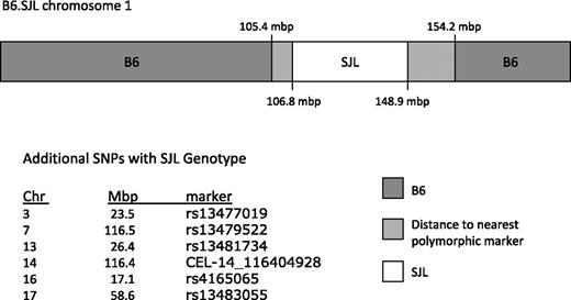 Figure 4. B6.SJL congenic interval spans 106 to 148 mbp on mouse chromosome 1. Schematic representation of B6.SJL chromosome 1: the SJL donor-interval is designated in white, the distance to the nearest informative B6 marker is light gray, and the B6 genotype is represented in darker gray.