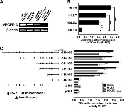 Figure 3. VEGFR-3 promoter characterization and gene expression in lymphatic endothelial cells. (A) VEGFR-3 mRNA expression and (B) full-length VEGFR-3−849/+55 promoter activity were measured in the lymphatic endothelial cell lines RLECs, H-LLY, and HDLECshtert. Human lung blood microvascular endothelial cell line, HULEC, was used as a VEGFR-3–negative cell line. Data shown are a representative image of VEGFR-3 transcript expression of 3 independent experiments (A) and the mean promoter activity of 3 independent experiments ± SEM (B). **P < .01 versus VEGFR-3 promoter activity in the negative control cell line HULEC as determined by Student unpaired t test. (C) Activities of VEGFR-3 promoter deletion constructs were tested in RLECs, H-LLY, and HDLECshtert. The left panel shows schematic illustration of deletion constructs with relative locations of predicted transcription factor binding sites. The right panel shows VEGFR-3 promoter activity of deletion constructs presented as relative light units per second (RLU/S) normalized per renilla luciferase activity of cotransfected thymidine kinase (TK)–renilla plasmid. Experiments were performed in duplicate and reproduced at least 3 times. Data are presented as the mean promoter activity of 3 independent experiments ± SEM.