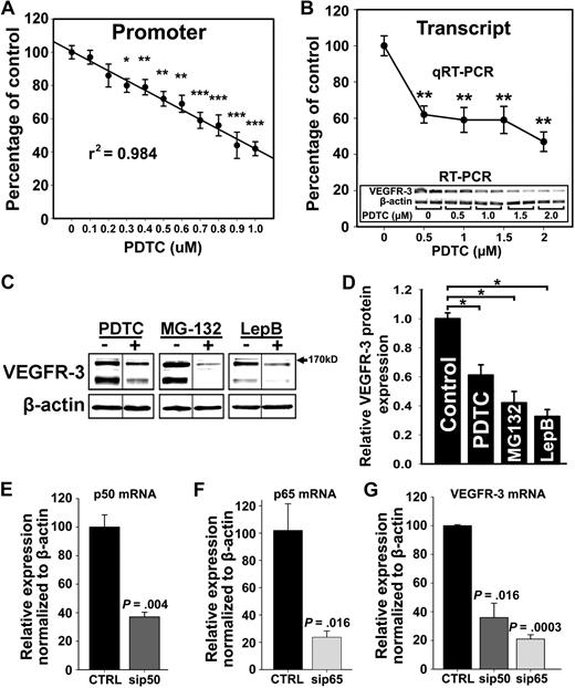 Figure 5. NF-κB signaling is required for VEGFR-3 expression in lymphatic endothelial cells. (A) RLECs were transfected with the full-length VEGFR-3−849/+55 promoter and treated with PDTC (0-1μM) or vehicle for 18 hours. Promoter activity was measured by luciferase assay and normalized to total protein per well. Note linear inhibition of VEGFR-3 promoter activity by PDTC determined by linear regression (r2 shown on graph) of the mean promoter activity ± SEM of 3 independent experiments performed in duplicate (total n = 6 per condition). (B) VEGFR-3 transcript expression assayed by qRT-PCR in RLECs treated with PDTC (0-2μM) or vehicle. Data are presented as mean transcript expression normalized to β-actin of 3 independent experiments ± SEM (total n = 3 per condition). Inset shows a dose-dependent decrease of VEGFR-3 transcript detected by RT-PCR. (B-C) *P < .05 versus control, **P < .01 versus control, ***P < .001 versus control, by Student unpaired t test. (C) Western blot analysis of RLECs treated with PDTC (7.5μM), MG-132 (0.25μM), leptomycin B (10nM), or vehicle for 24 hours. β-Actin was used as a loading control. Vertical lines have been inserted to indicate repositioned gel lanes from blots presented in supplemental Figure 6, which show dose-dependent responses to NF-κB inhibitors. (D) Densitometric values demonstrate a statistically significant decrease in VEGFR-3 protein normalized to β-actin from RLECs treated with NF-κB inhibitors or vehicle for 24 hours. Experiments were performed in duplicate and data are presented as mean normalized per β-actin VEGFR-3 expression ± SEM; *P < .05 versus control, by Student unpaired t test. (E-G) H-LLY cells were transfected with p50- or p65-specific siRNA or scramble control siRNA for 48 hours and transcript expression for p50 (E), p65 (F), and VEGFR-3 (G) was determined by qRT-PCR. Data are presented as the mean transcript expression normalized to β-actin of 3 independent samples ± SEM (n = 3 per condition). Statistically significant differences were determined versus control, by Student unpaired t test. P values are displayed on the graphs.