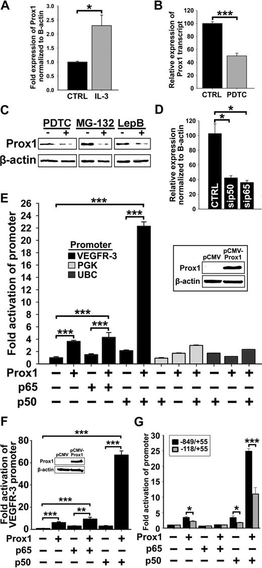 Figure 7. The p50 subunit of NF-κB up-regulates Prox1, and both p50 and Prox1 synergistically regulate VEGFR-3 expression. (A) qRT-PCR analysis of Prox1 transcripts in HDLECshtert treated with IL-3 (10 ng/mL) for 6 hours. (B) qRT-PCR analysis of Prox1 transcripts in RLECs treated with PDTC (2.5μM) for 24 hours. (A-B) Data are presented as β-actin normalized mean transcript expression of 3 independent experiments performed in duplicate ± SEM (total: n = 6 per condition). (C) Prox1 detected by Western blot of nuclear extracts from RLECs treated with PDTC (5μM), MG-132 (250nM), leptomycin B (10nM), or vehicle alone. β-Actin was used as a loading control. Representative data are shown from 1 of 3 experiments. (D) qRT-PCR analysis of Prox1 transcript in H-LLY transfected with p50 and p65 siRNA. Data are presented as the mean transcript expression normalized to β-actin ± SEM derived from 3 independent samples. (E) Prox1-negative nonendothelial line HEK293 was transfected with VEGFR-3−849/+55 promoter plasmid and pCMV-Flag-p50 or pCMV-Flag-p65 plasmids and cotransfected with pCMV-Prox1 or empty vector (0.25 μg of each plasmid). VEGFR-3 promoter activity was normalized to total milligram of protein. Inset confirms lack of Prox1 in control HEK293 and forced expression in transfected cells. Activation of VEGFR-3 promoter by coexpression of p50 and Prox1 was compared with the effect on NF-κB–independent promoters for phosphoglycerate kinase (PGK) and ubiquitin C (UBC) examined under the same conditions. Data presented as the mean promoter activity ± SEM of 3 independent experiments performed in triplicate (total n = 9 per condition). (F) Prox1-negative blood vascular endothelial line, HULEC, was transfected with VEGFR-3−849/+55 promoter expression and pCMV-Flag-p50 or pCMV-Flag-p65 plasmids and cotransfected with pCMV-Prox1 or empty vector, as described in panel E. The analysis of the VEGFR-3 promoter activity was performed as described in panel E. Data are presented as the mean VEGFR-3 promoter activity ± SEM derived from 3 independent experiments performed in quadruplicate (total n = 12 per condition). (G) Fold activation of the full-length (−849/+55 bp) and truncated (−118/+55 bp) VEGFR-3 promoters was compared after cotransfection with pCMV-Prox1, pCMV-Flag-p50, and pCMV-Flag-p65 alone or in combination as described in panel E. Data are presented as the mean VEGFR-3 promoter activity ± SEM derived from 3 independent experiments. *P < .05, **P < .01, and ***P < .001 versus control, as determined by Student unpaired t test.